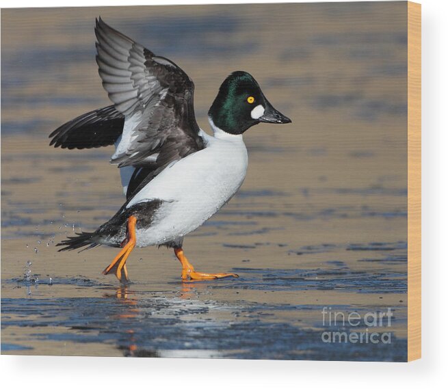 Goldeneye Wood Print featuring the photograph Flap of a Goldeneye by Ruth Jolly