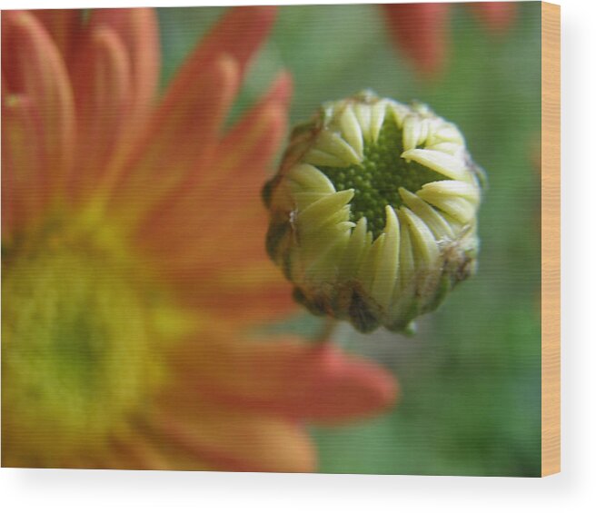 Buds Wood Print featuring the photograph Floating Blossom by Tina Camacho