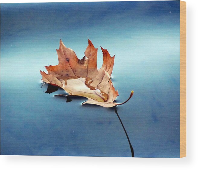 Leaf Wood Print featuring the photograph Floating Oak Leaf by David T Wilkinson