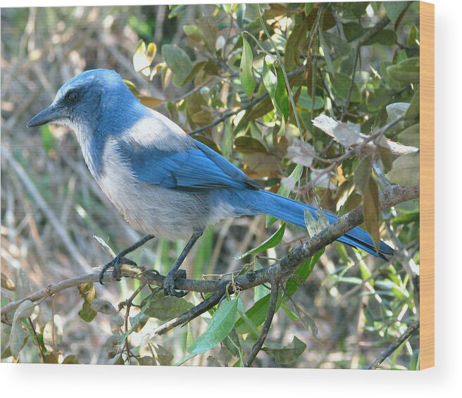Nature Wood Print featuring the photograph Florida Scrub Jay by Peggy Urban