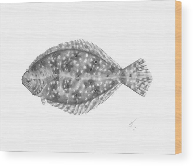 Flounder Wood Print featuring the drawing Flounder - Scientific by Hayden Hammond