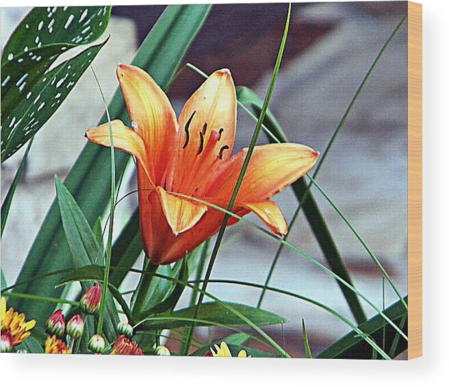 Flower Wood Print featuring the photograph Flower Friend by Joetta Beauford