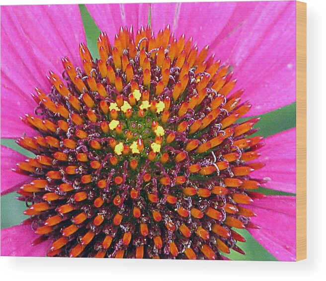 Flower Wood Print featuring the photograph Flower Garden 32 by Pamela Critchlow