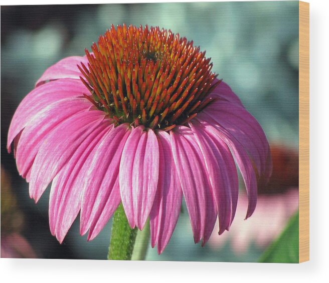 Flower Wood Print featuring the photograph Flower Garden 50 by Pamela Critchlow