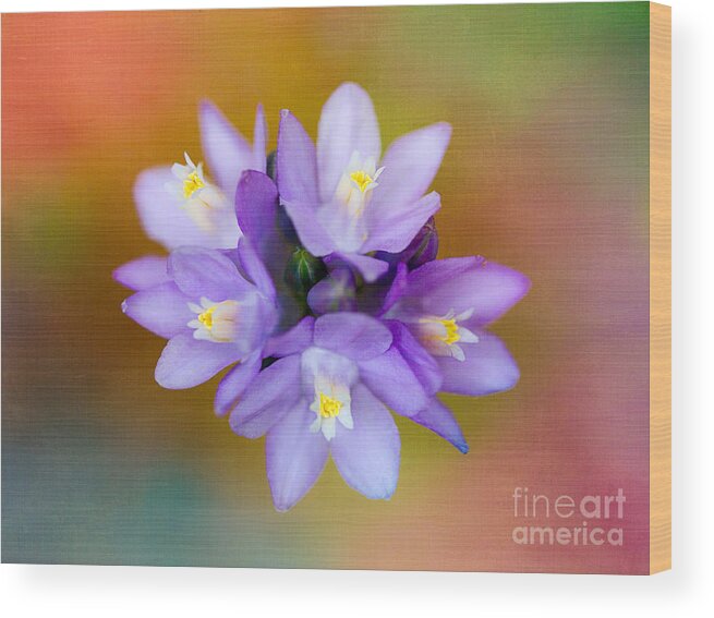 Flower Wood Print featuring the photograph Flower With A Rainbow Texture by Mimi Ditchie