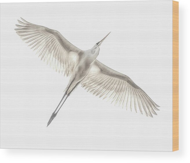 Avian Wood Print featuring the photograph Fly by Keren Or