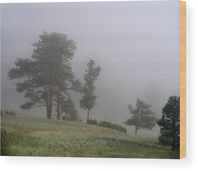 Fog Wood Print featuring the photograph Foggy Pines by Craig Burgwardt