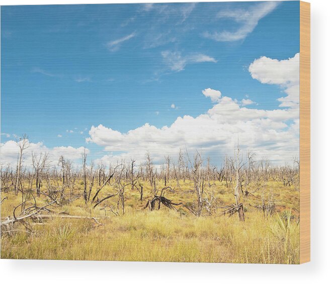 Native American Reservation Wood Print featuring the photograph Forest After Fire by Helovi