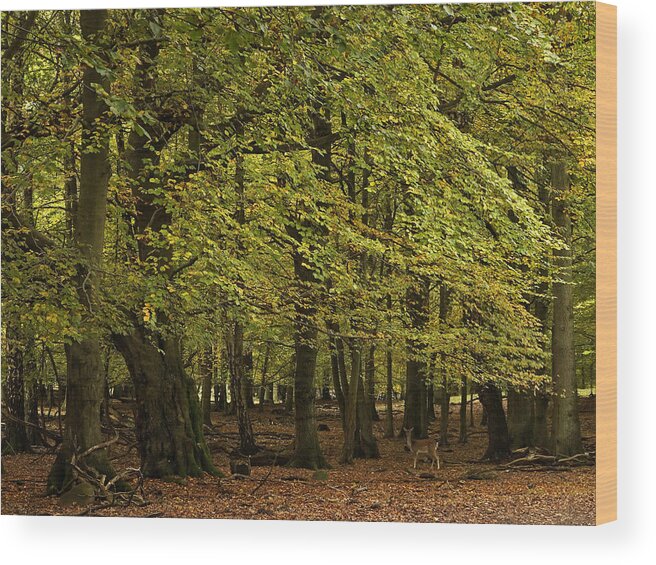Forest Wood Print featuring the photograph Forest Visitor by Inge Riis McDonald