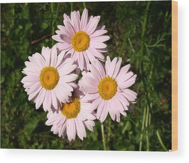 Daisy Wood Print featuring the photograph Four Pack by DeeLon Merritt