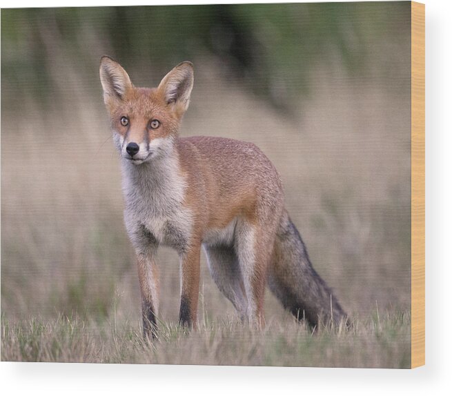 Vertebrate Wood Print featuring the photograph Fox Looking Up by Richard Mcmanus