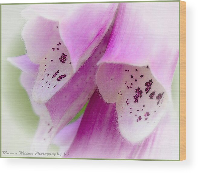 Foxglove Wood Print featuring the photograph Foxglove by Dianna Wilson