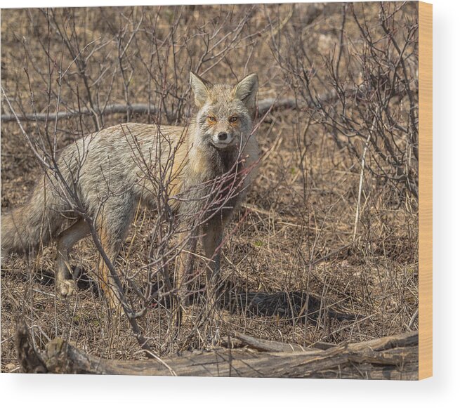 Fox Wood Print featuring the photograph Foxy In Disguise by Yeates Photography