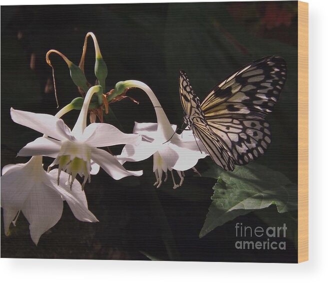 Butterfly Wood Print featuring the photograph Fragile Beauty by Brigitte Emme