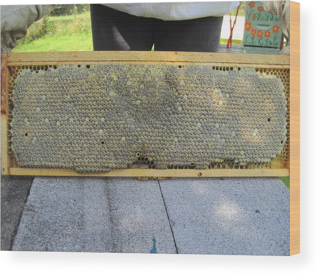 Honeybee Wood Print featuring the photograph Frame of Honey by Lucinda VanVleck