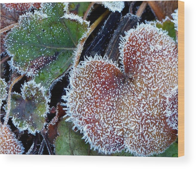 Nature Wood Print featuring the photograph Frosty Morning by Charles Ford