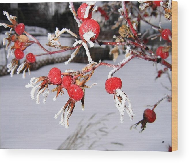 Frost Wood Print featuring the photograph Frosty Rosehips by Will Borden