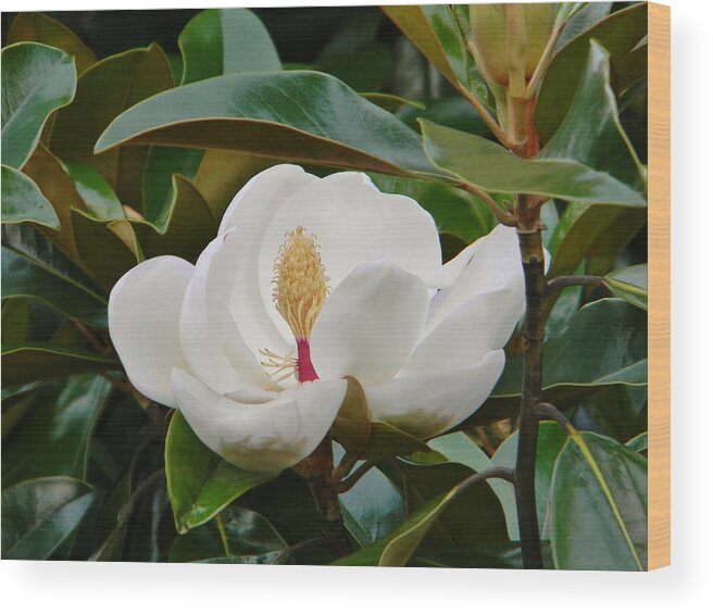 Magnolia Wood Print featuring the photograph Full Bloom by Jean Goodwin Brooks