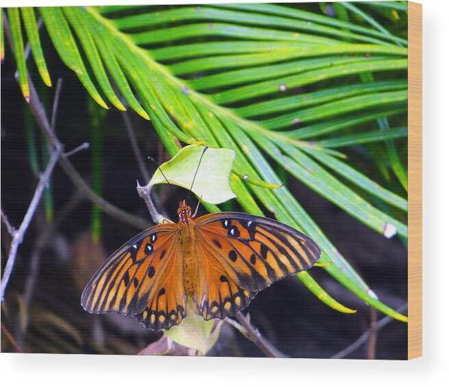 Butterfly Wood Print featuring the photograph Full Glory by Tom DiFrancesca