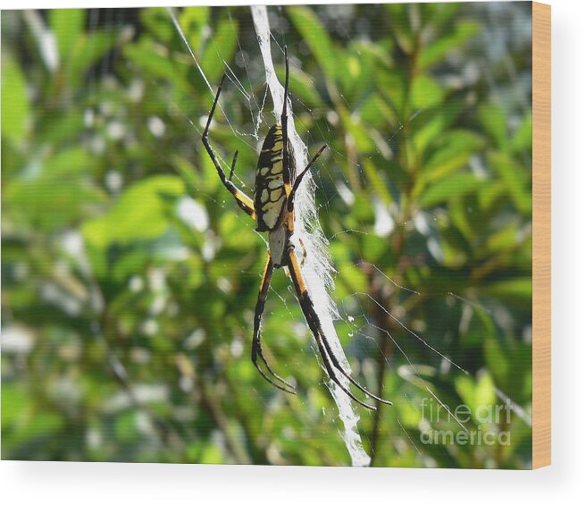 Spider Wood Print featuring the photograph Garden Spider on Web by MM Anderson