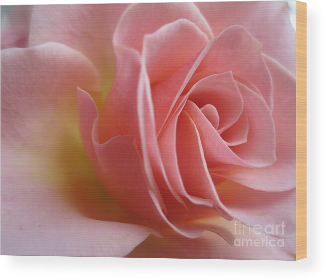 Floral Wood Print featuring the photograph Gentle Pink Rose by Tara Shalton