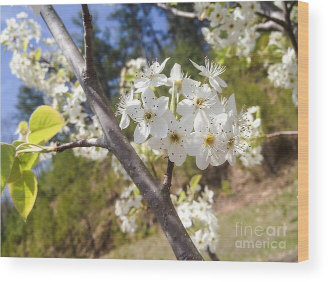  Blossoms Wood Print featuring the photograph Georgia Blossoms by Jan Dappen