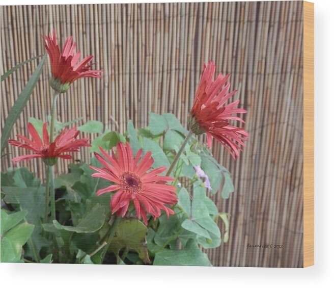 A Pot Of Red Geberas In Bloom. Wood Print featuring the photograph Gerbera Glory by Belinda Lee