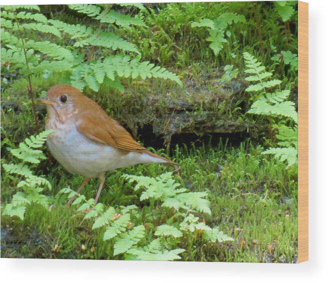 Hermit Thrush Wood Print featuring the photograph Ghost Bird by Azthet Photography