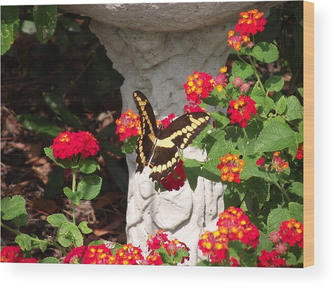 Swallowtail Wood Print featuring the photograph Giant Swallowtail on Lantana by Jayne Wilson