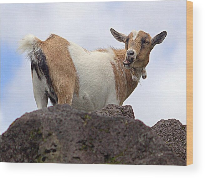 Goat Wood Print featuring the photograph Goat by Craig Watanabe
