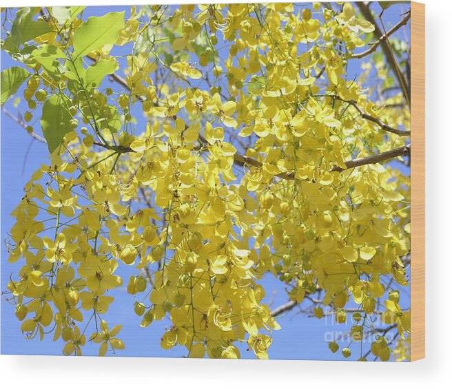 Yellow Wood Print featuring the photograph Golden Medallion Shower Tree by Mary Deal