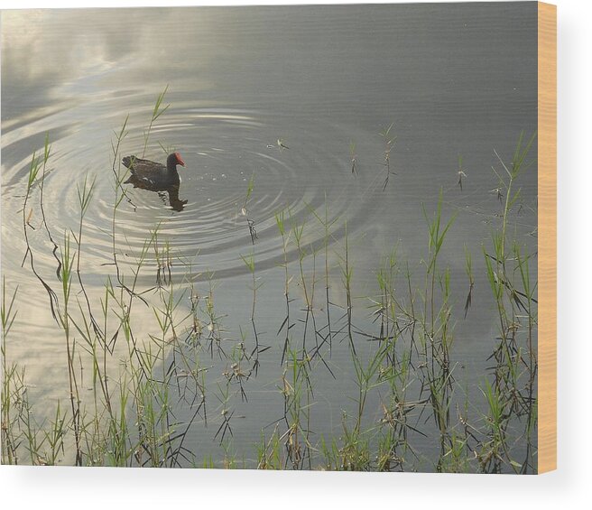 Nature Wood Print featuring the photograph Golden Morning by Sheila Silverstein