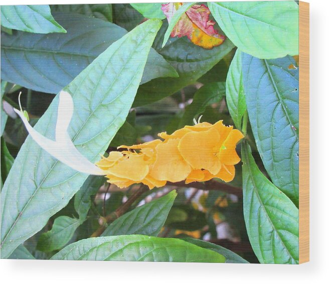 Art Wood Print featuring the photograph Golden Shrimp Plant by Ashley Goforth