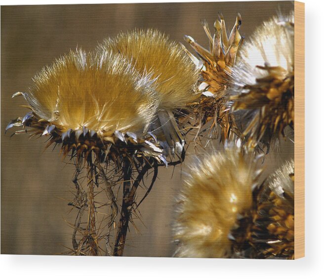 Wild Flowers Wood Print featuring the photograph Golden Thistle by Bill Gallagher