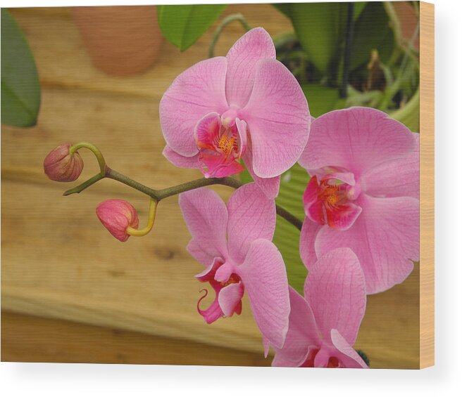 Orchid Wood Print featuring the photograph Grace and Elegance by Lynda Lehmann