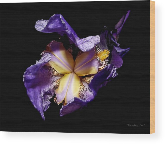 Flowers Wood Print featuring the photograph Grandma's Iris's by Harold Zimmer