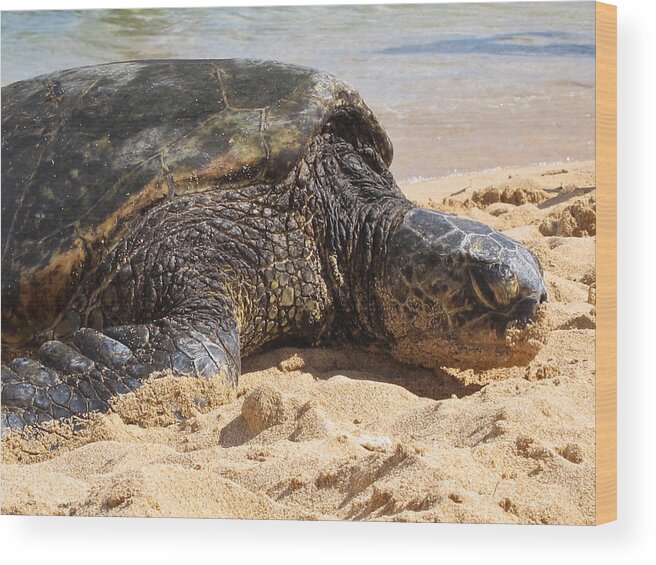 Green Wood Print featuring the photograph Green Sea Turtle 2 - Kauai by Shane Kelly