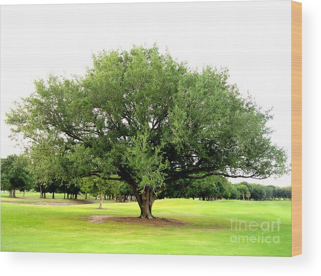 Tree Wood Print featuring the photograph Green Tree by Oksana Semenchenko