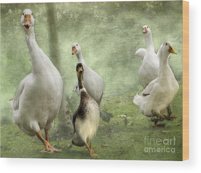 Mallard Wood Print featuring the photograph Green With Envy by Linsey Williams