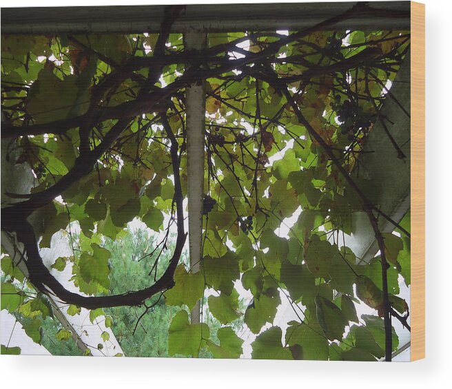 Skompski Wood Print featuring the photograph Gropius Vine by Joseph Skompski