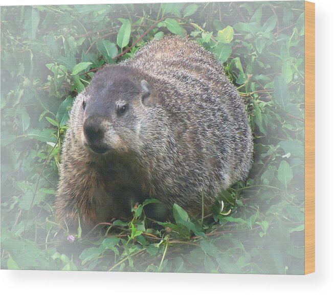 Groundhog Wood Print featuring the photograph Groundhog 2 by Pete Trenholm