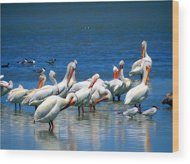 Waterfowl Wood Print featuring the photograph Grouping by Tom DiFrancesca