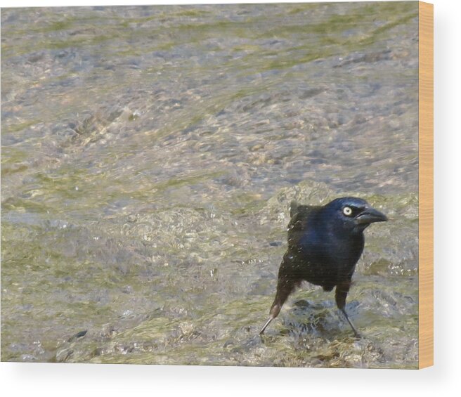 Bird Wood Print featuring the photograph Grumpy Grackle by Azthet Photography
