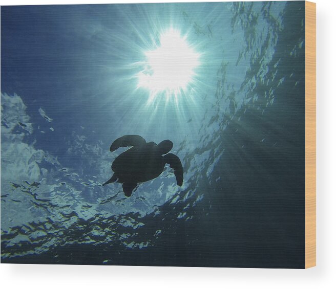 Sea Turtle Wood Print featuring the photograph Guardian of the Sea by Brad Scott