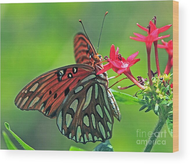 Butterfly Wood Print featuring the photograph Gulf Fritillary Butterfly by Larry Nieland