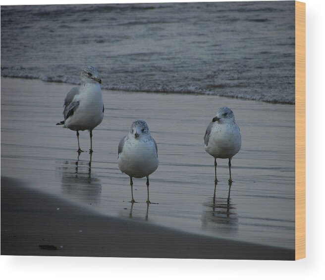 Gulls Wood Print featuring the photograph Gulls Night Out by Kimberly Mackowski