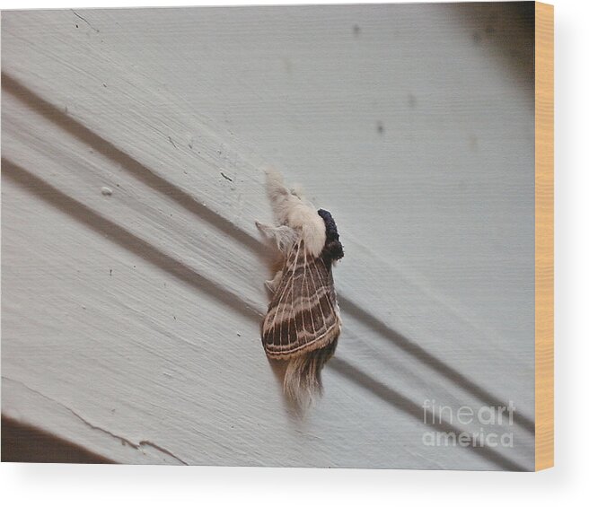 Moths Wood Print featuring the photograph Hairy Russian Moth by Christopher Plummer