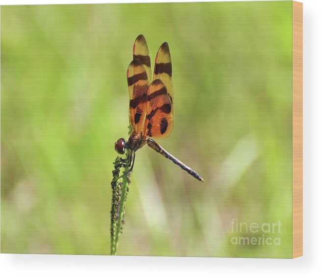 Dragonfly Wood Print featuring the photograph Halloween Pennant by Al Powell Photography USA