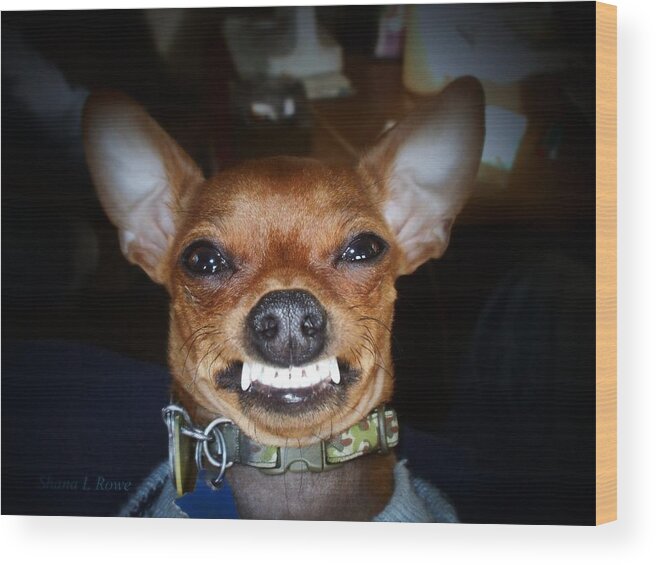 Chihuahua Wood Print featuring the photograph Happy Max by Shana Rowe Jackson
