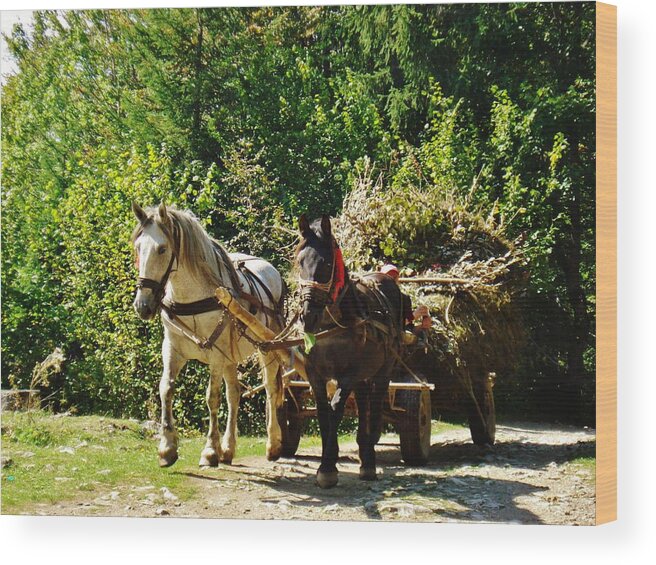 Horse Wood Print featuring the photograph Harvest Time by Alison Richardson-Douglas